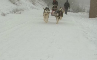  trineos tirados por perros en Auvernia 